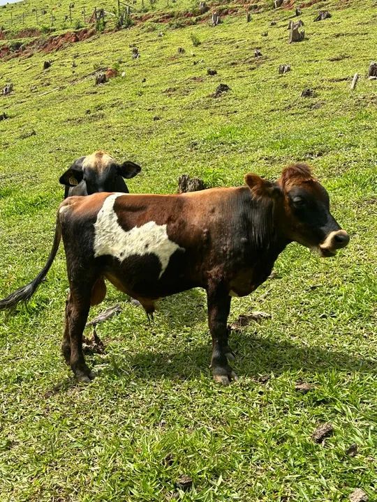 Mini Touro, mini boi  - Foto 5