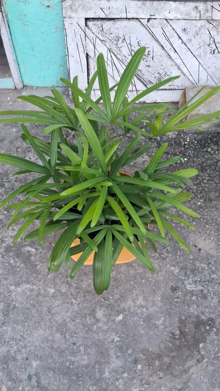 Palmeira
