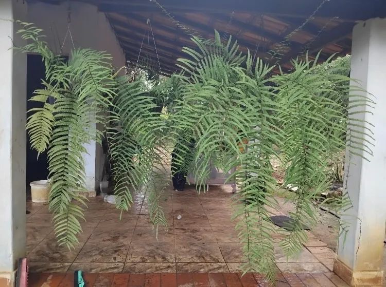 Vendo lindas samambaias!