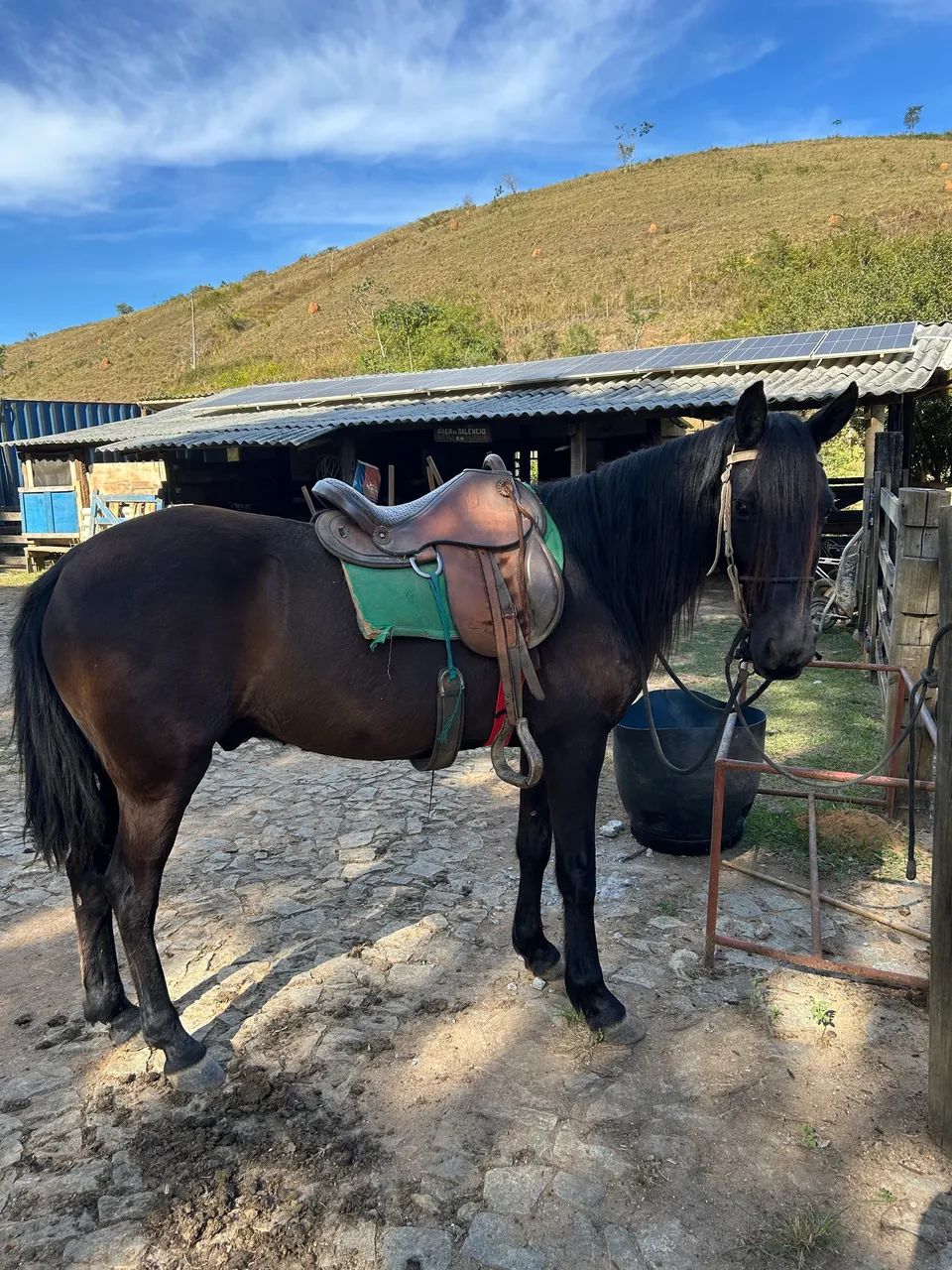 Cavalo preto Mangalarga marcha picada