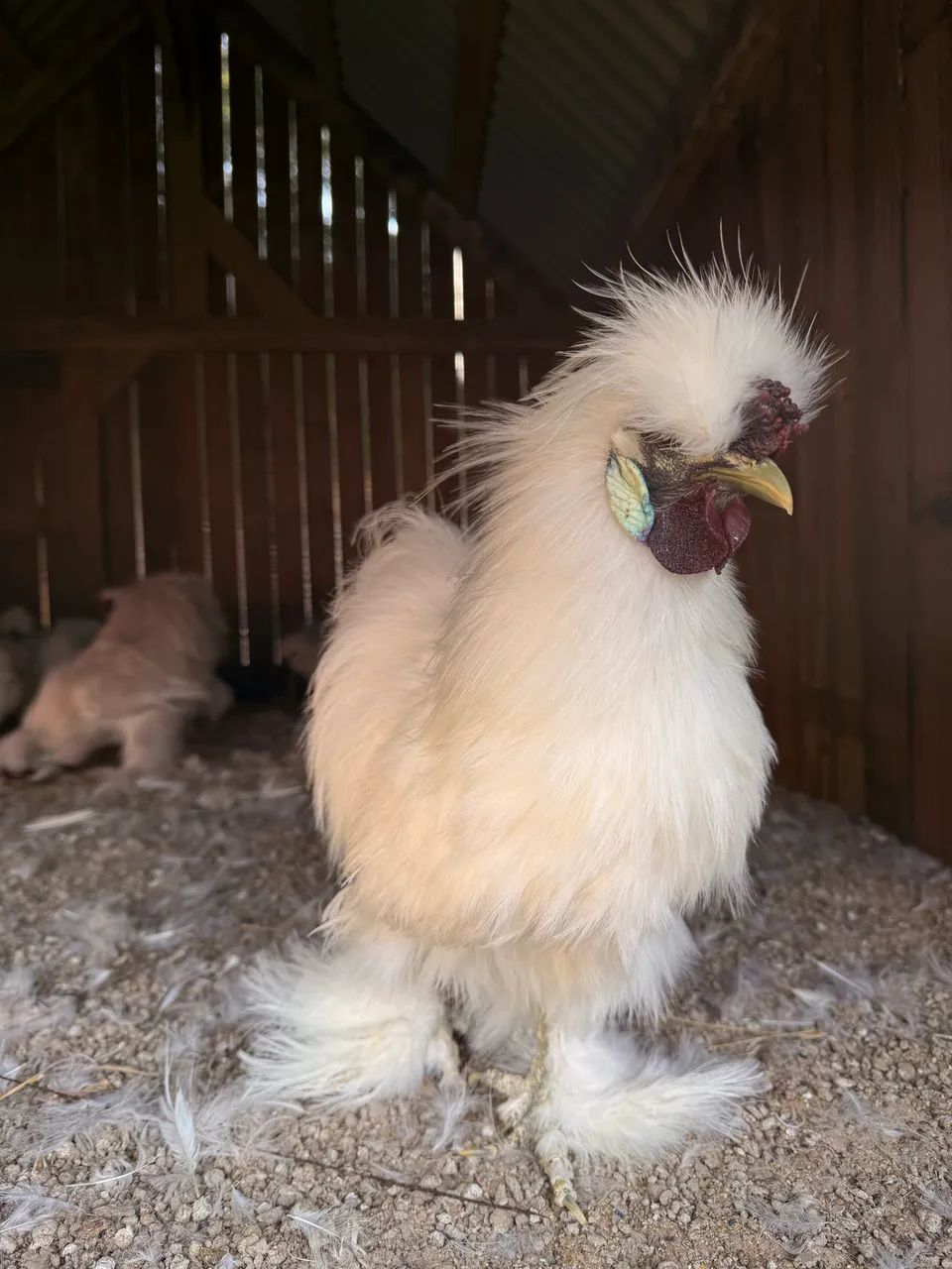 Animal - Foto 4