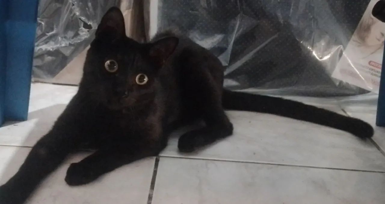 Gato macho