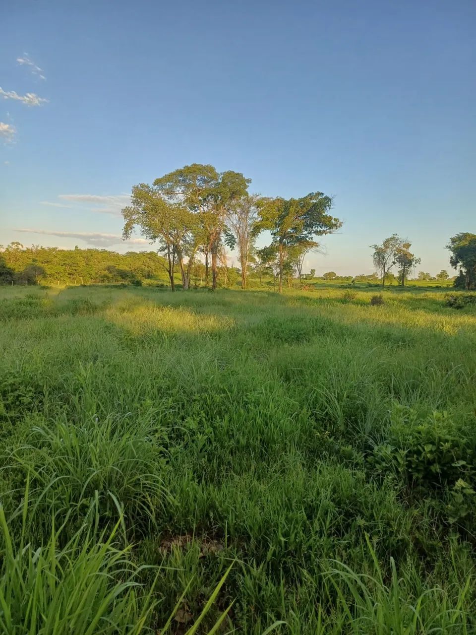 Fazenda em flores de Goiás  - Foto 4