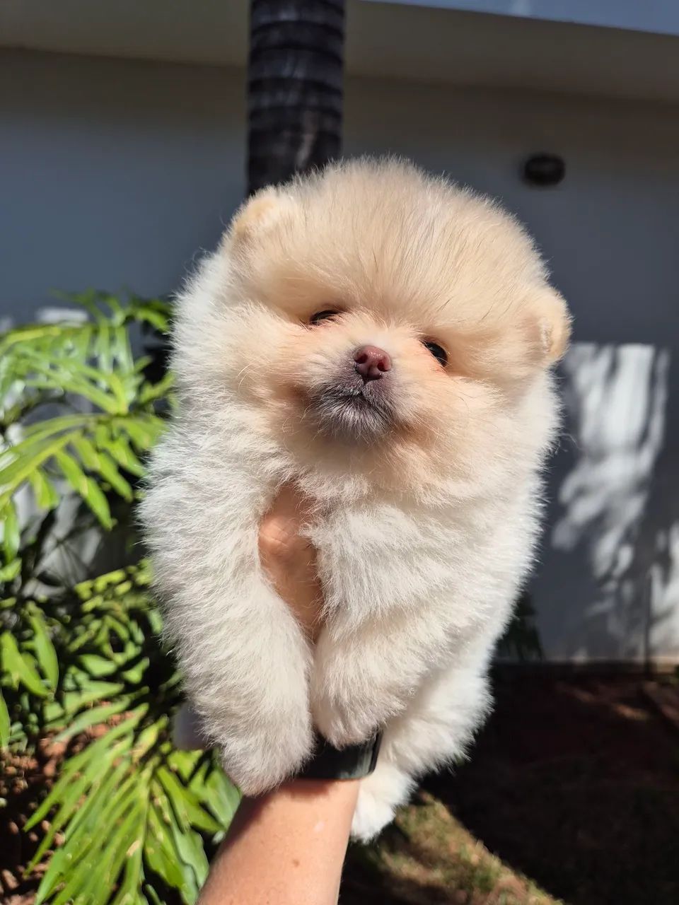 Spitz alemão bem ursinho - Foto 5