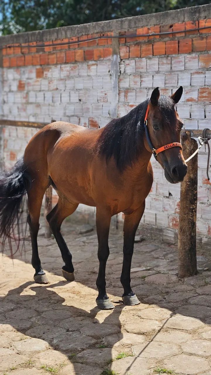 Égua 7 anos | Tambor | Iniciante - Foto 3