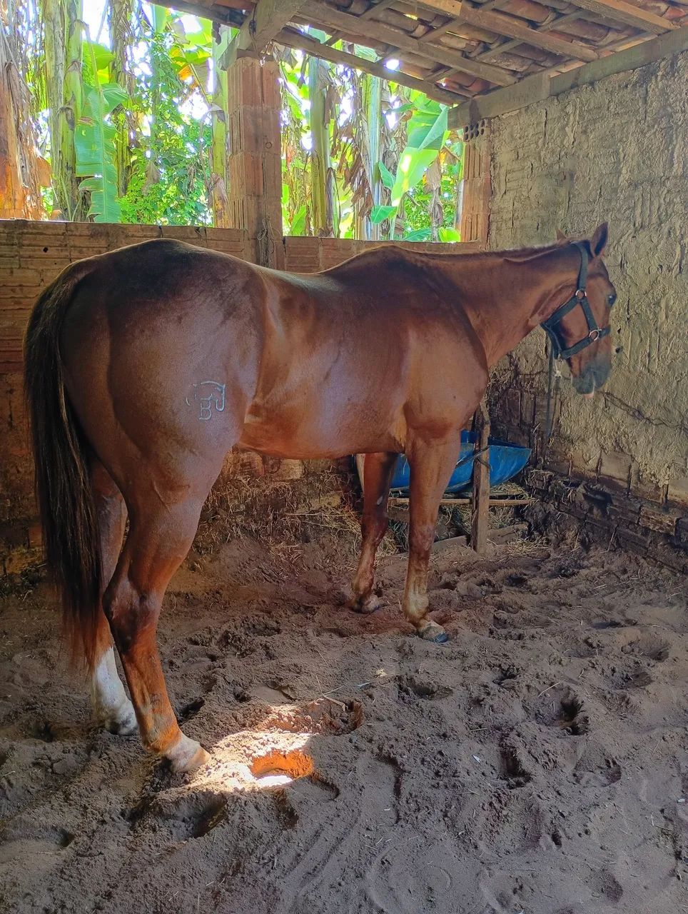 Cavalo de esteira PO