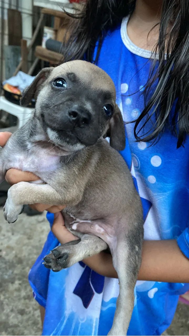 Cachorros - Foto 3