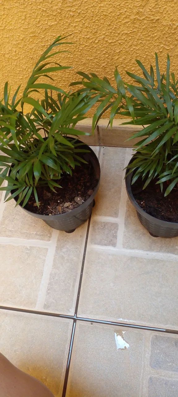Vasos com plantas de sombra - Foto 4