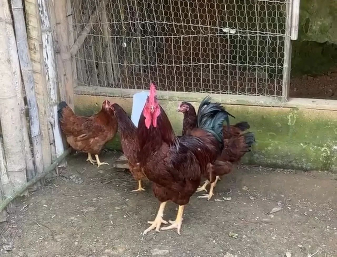 Rhode Red