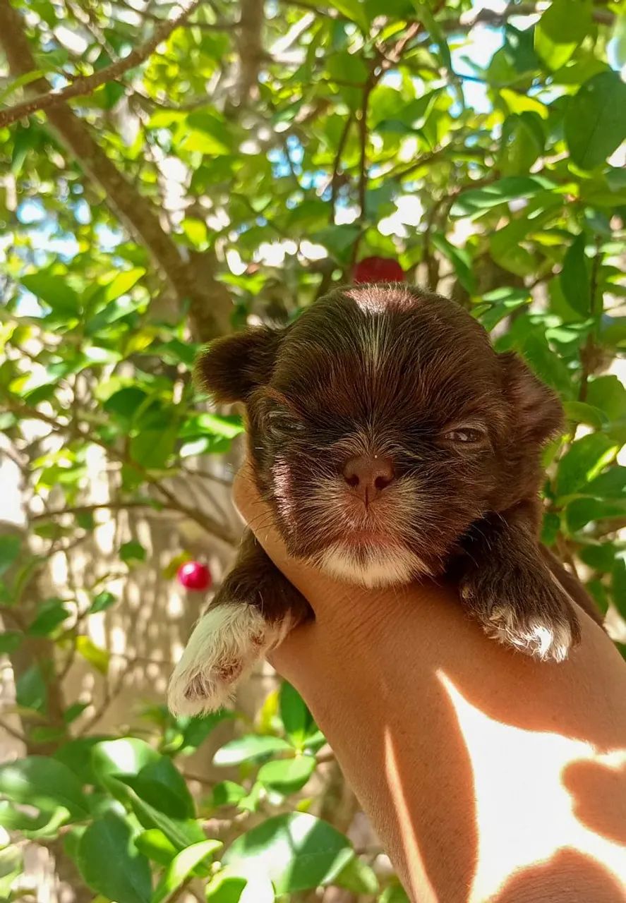 Shih Tzu macho  - Foto 2