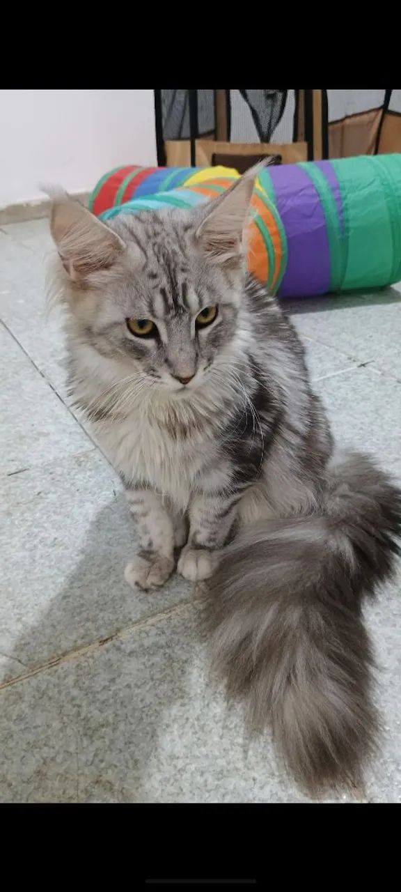 Gato Maine Coon  - Foto 4