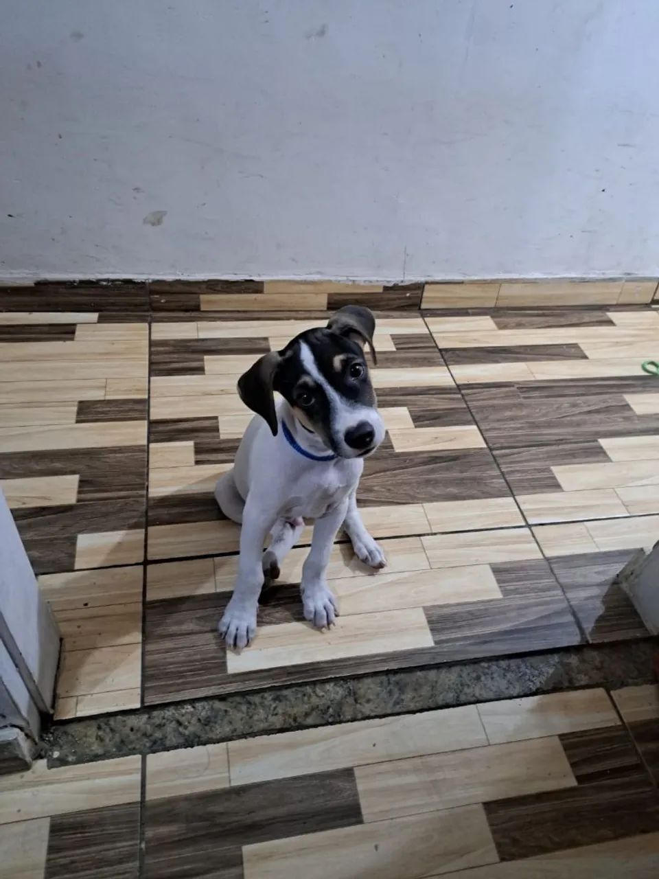 Cachorro macho