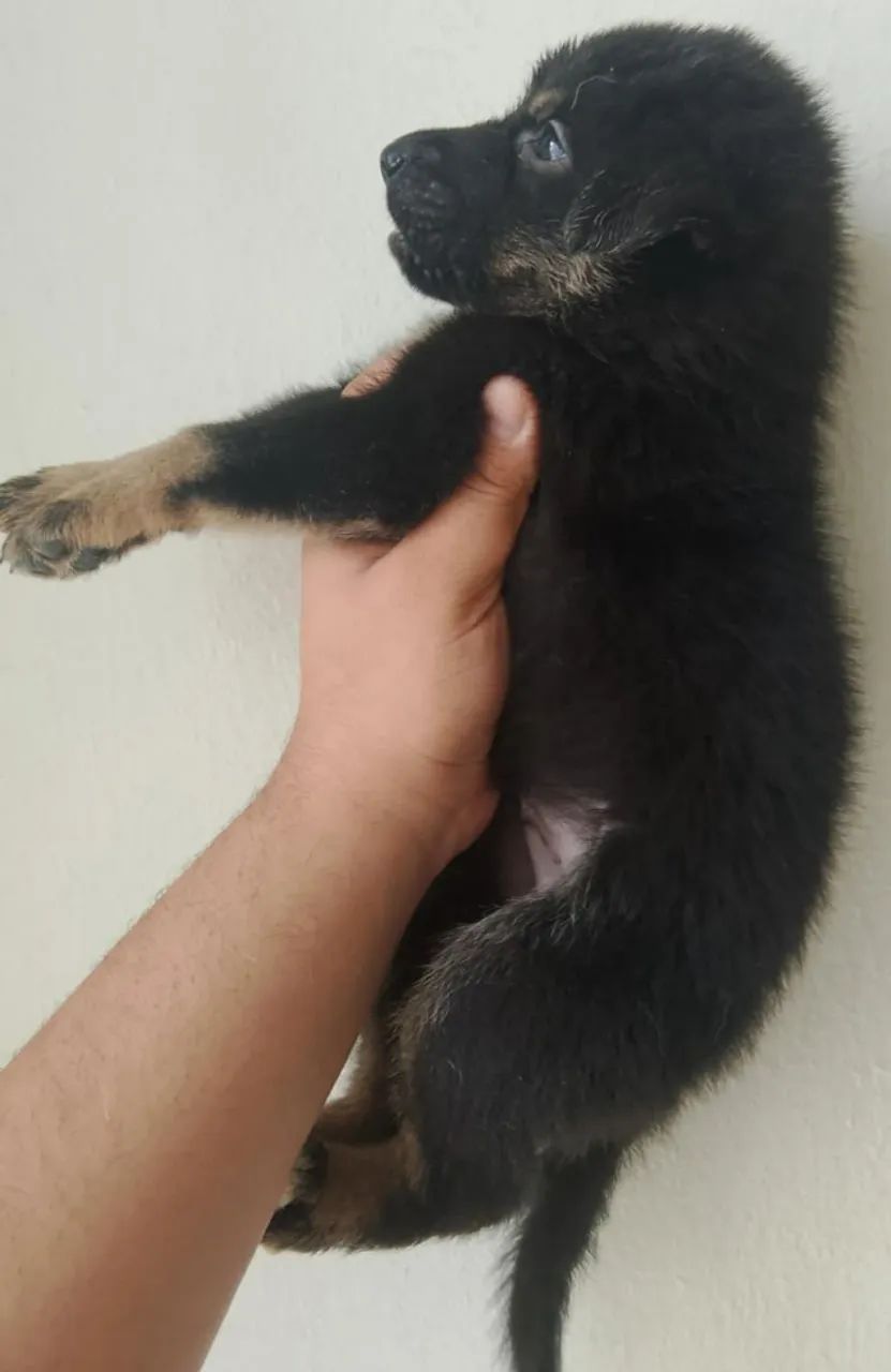 Pastor alemão  - Foto 2