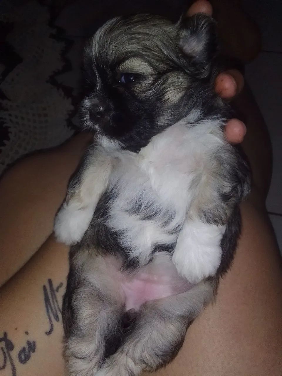 Shih Tzu - Foto 4