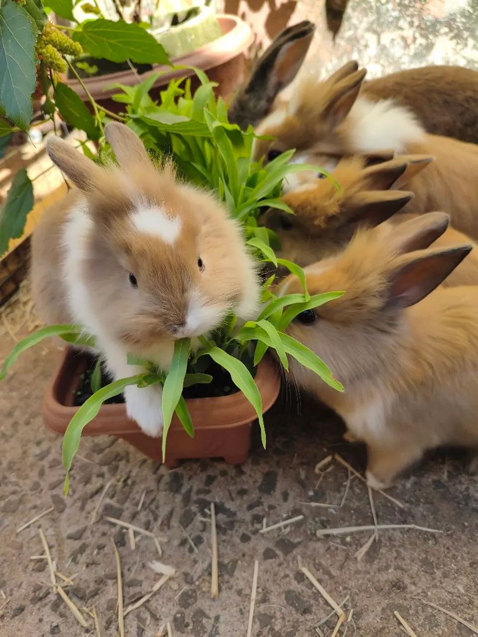 Mini coelho Netherland - pet estimação 