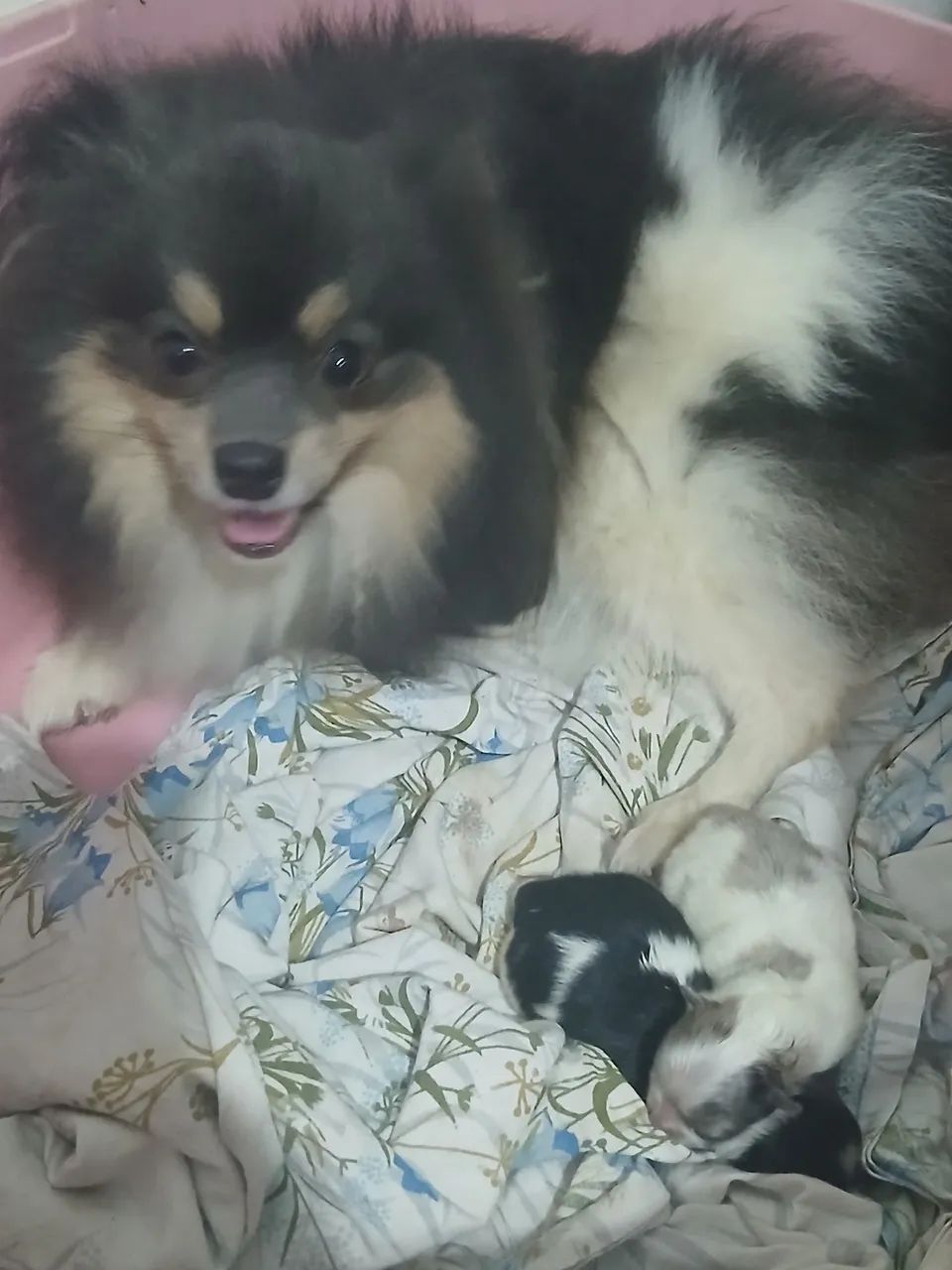 Filhotes de Spitz