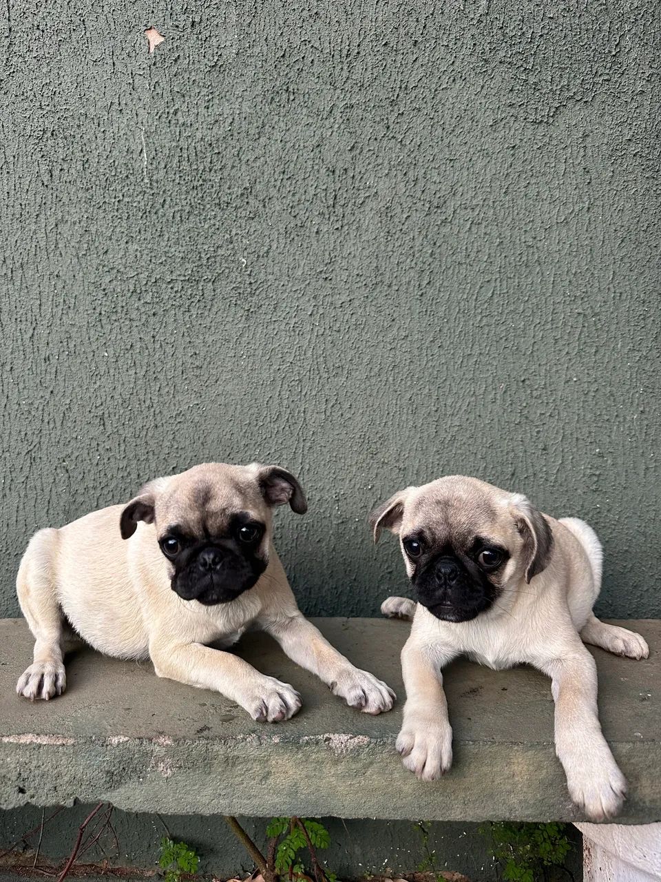 Pug machos - Foto 2