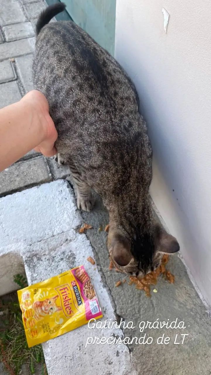 Gatinha grávida para LT
