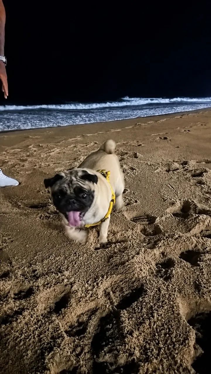 Pug quer namorada !