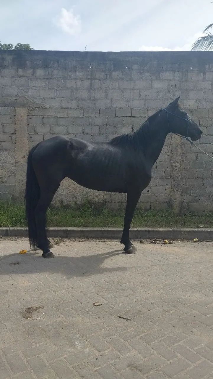 Égua manga larga machador negra  - Foto 3