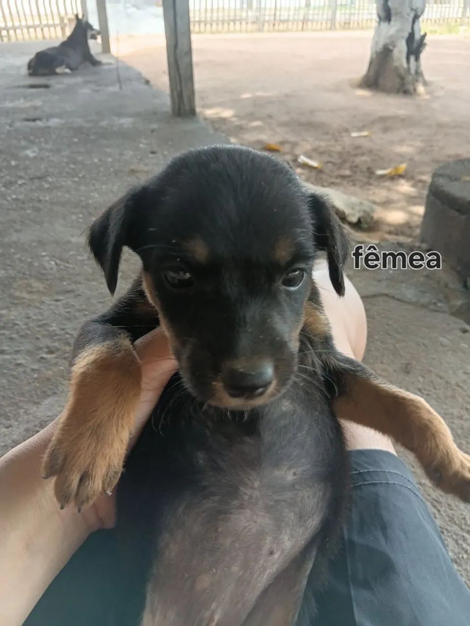 Doação de cachorros - Foto 4