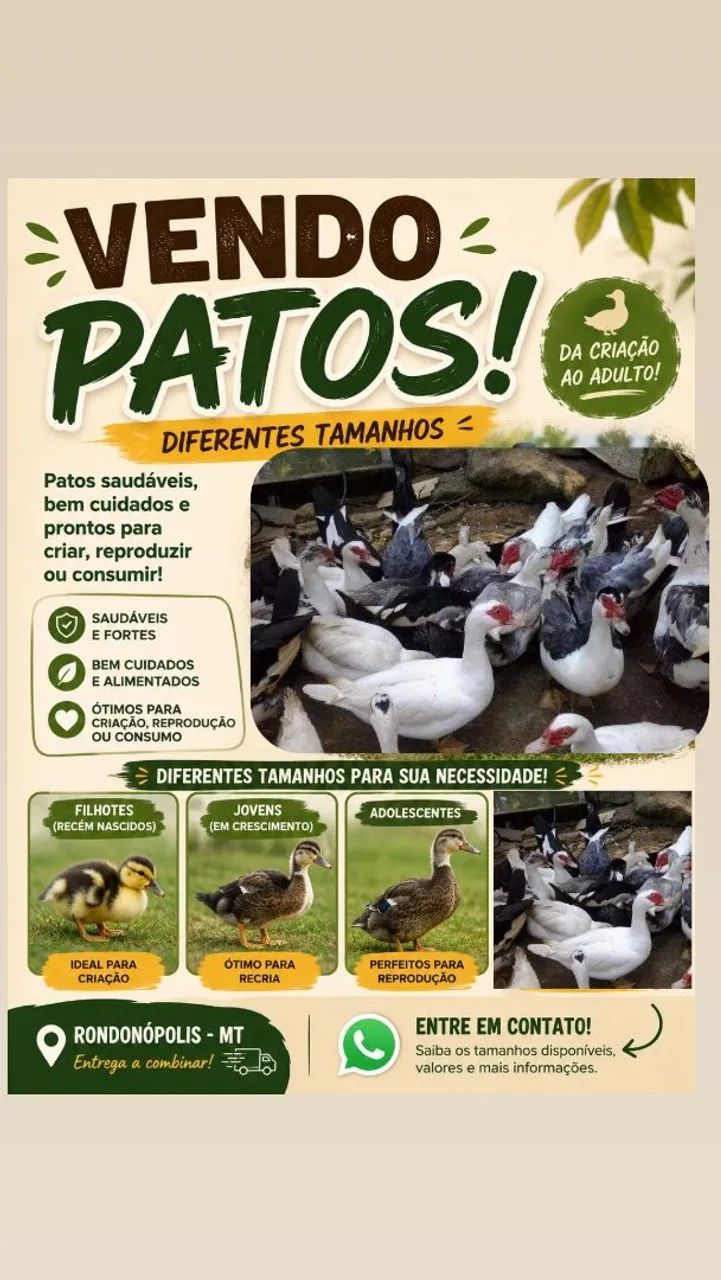Vendo patos