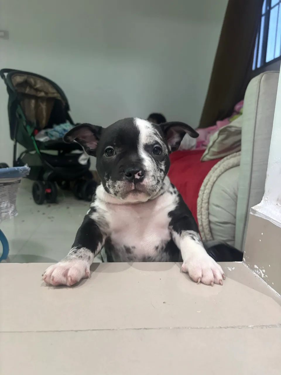 American bully  - Foto 2