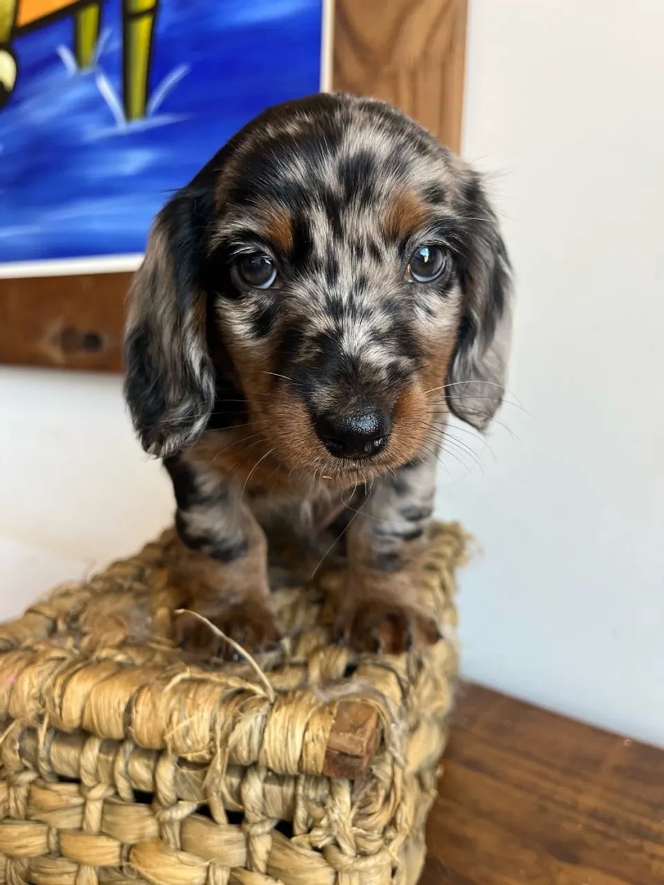 Dachshund pelo longo - Foto 4
