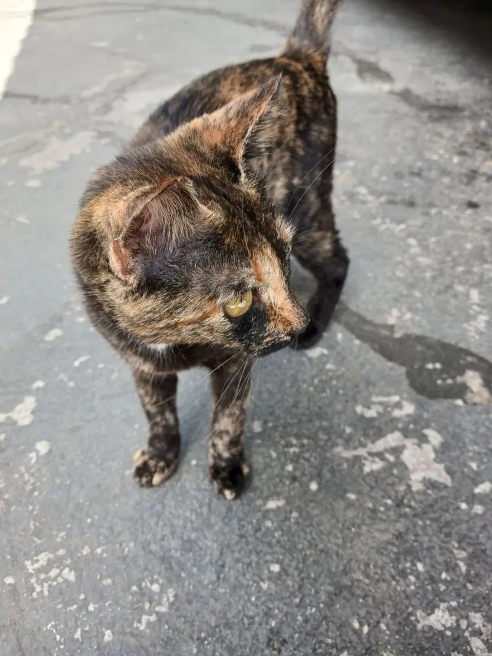 doar essas duas gatinhas  - Foto 2