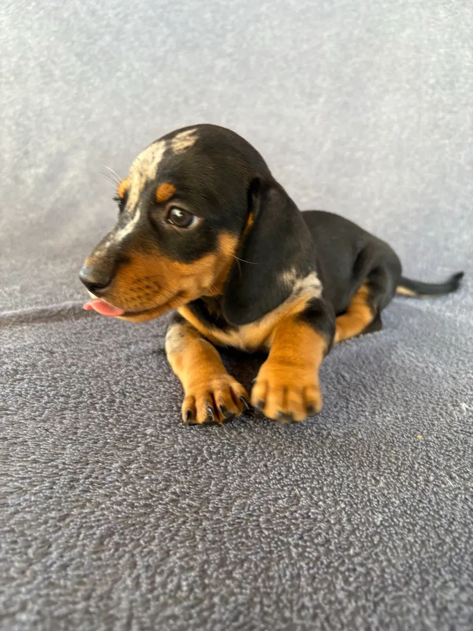 Dachshund fêmea  - Foto 2