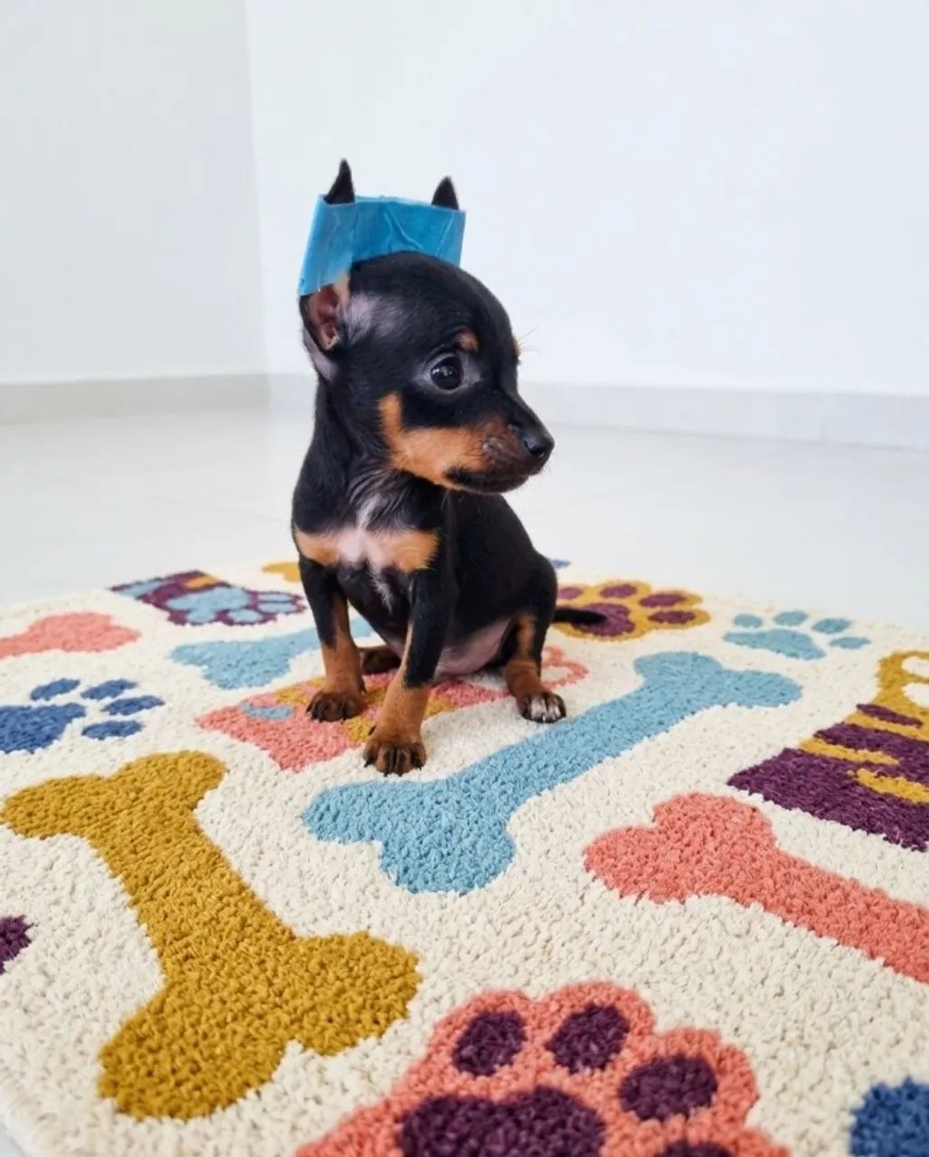Pinscher Mini Apaixonante