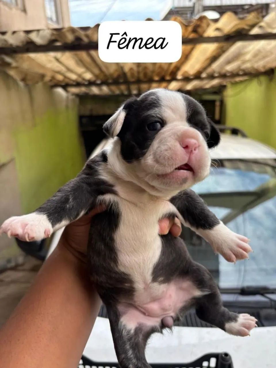 Bulldog francês macho  - Foto 3