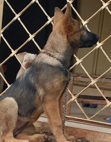 Fêmea de malinois  - Foto 2