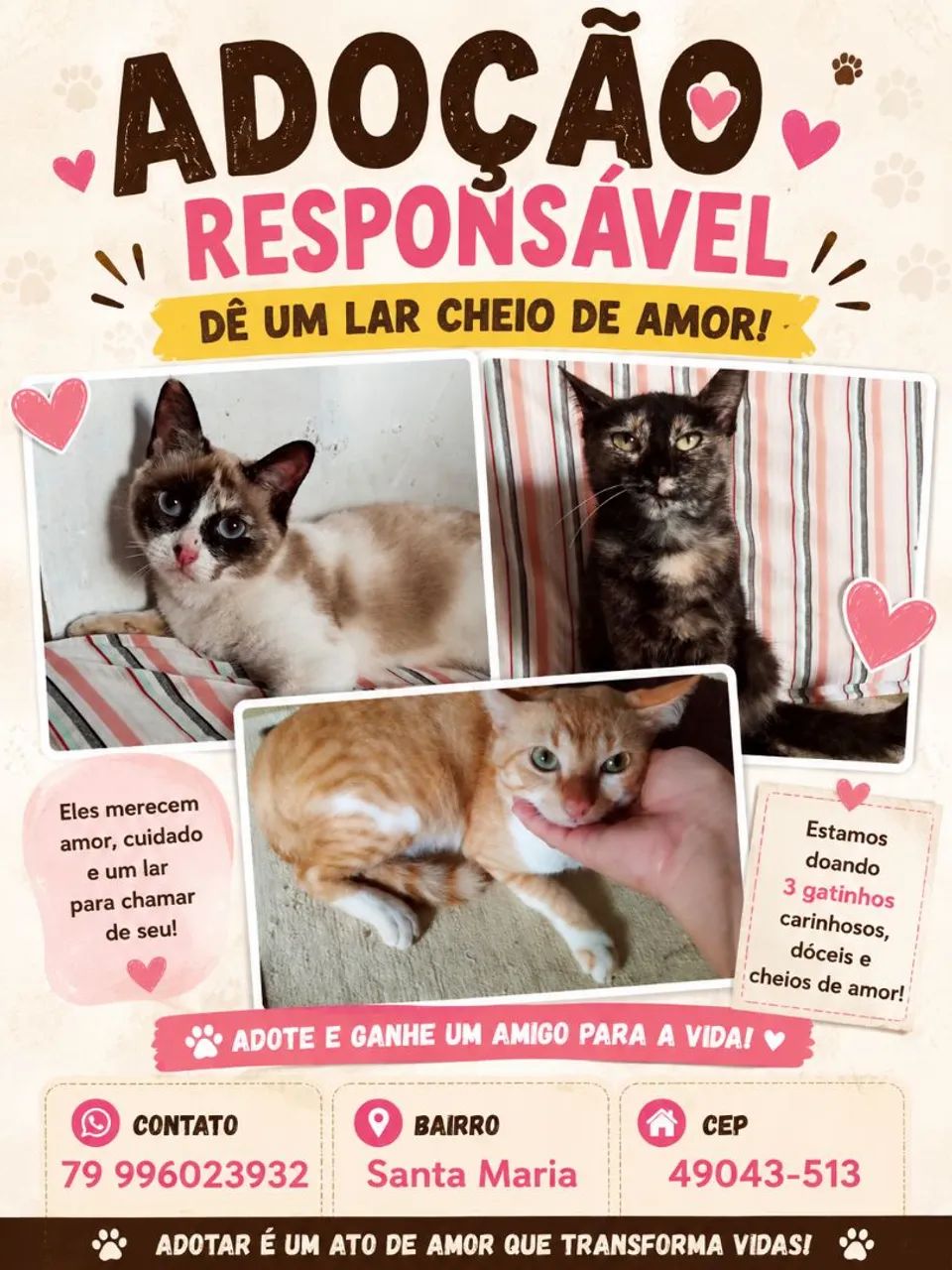 Doação de gatos
