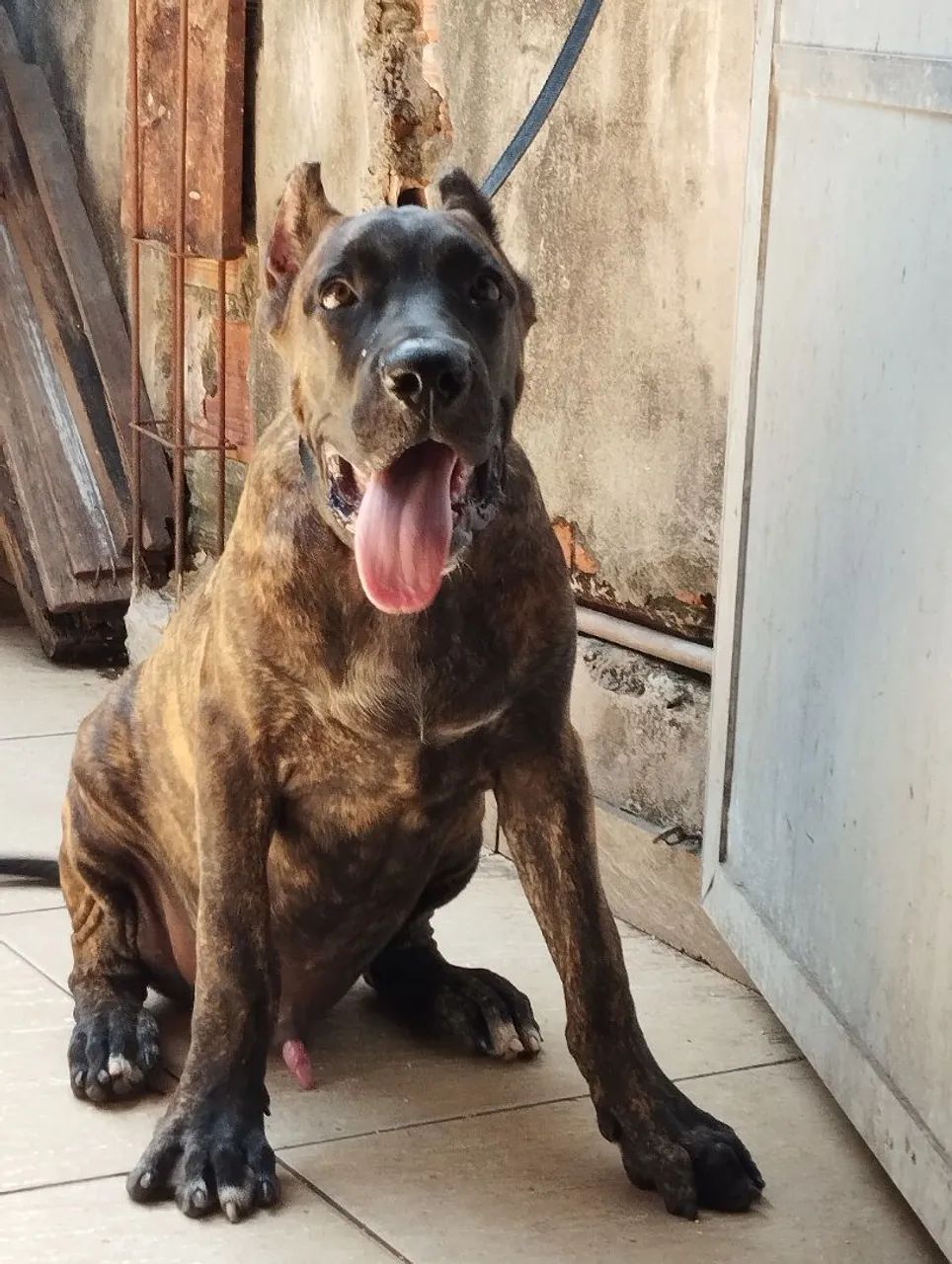 Cachorro  - Foto 2
