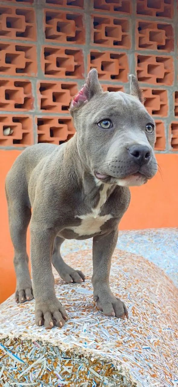 American Bully Standard - filhotes - Foto 4