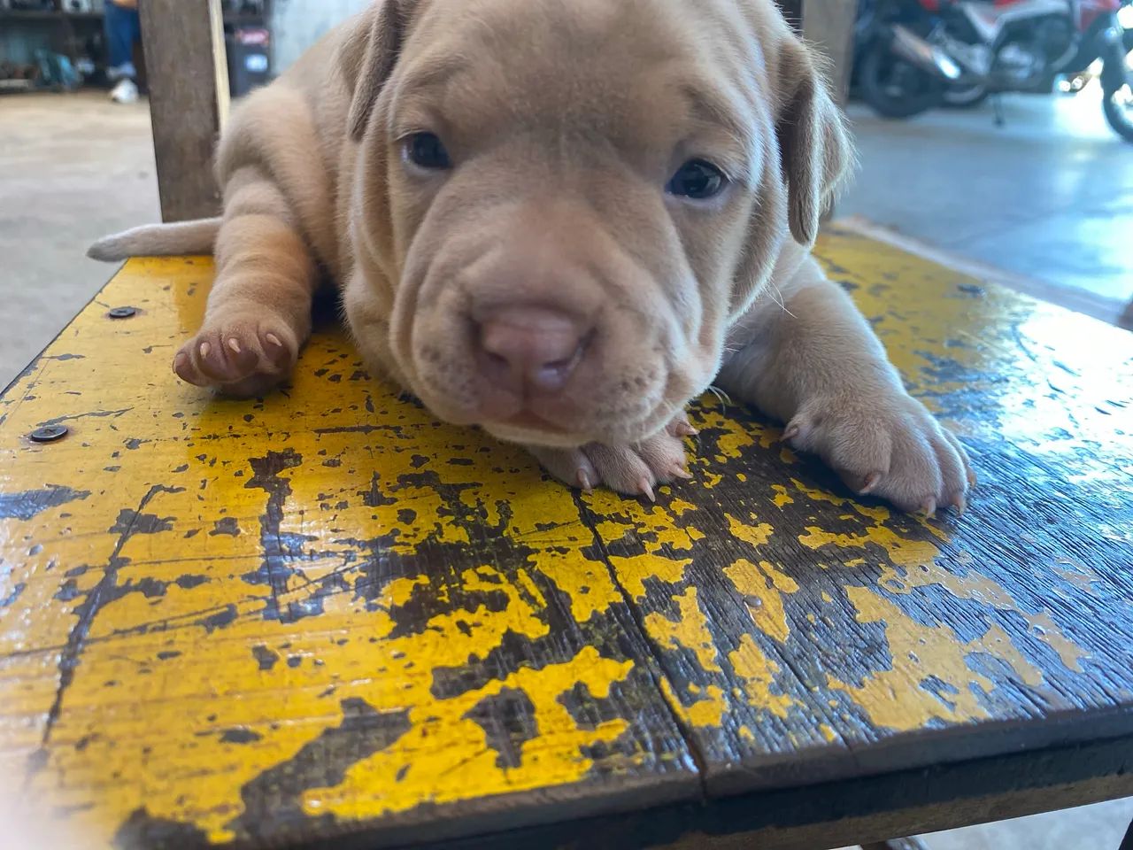 American bull legitimo  - Foto 2