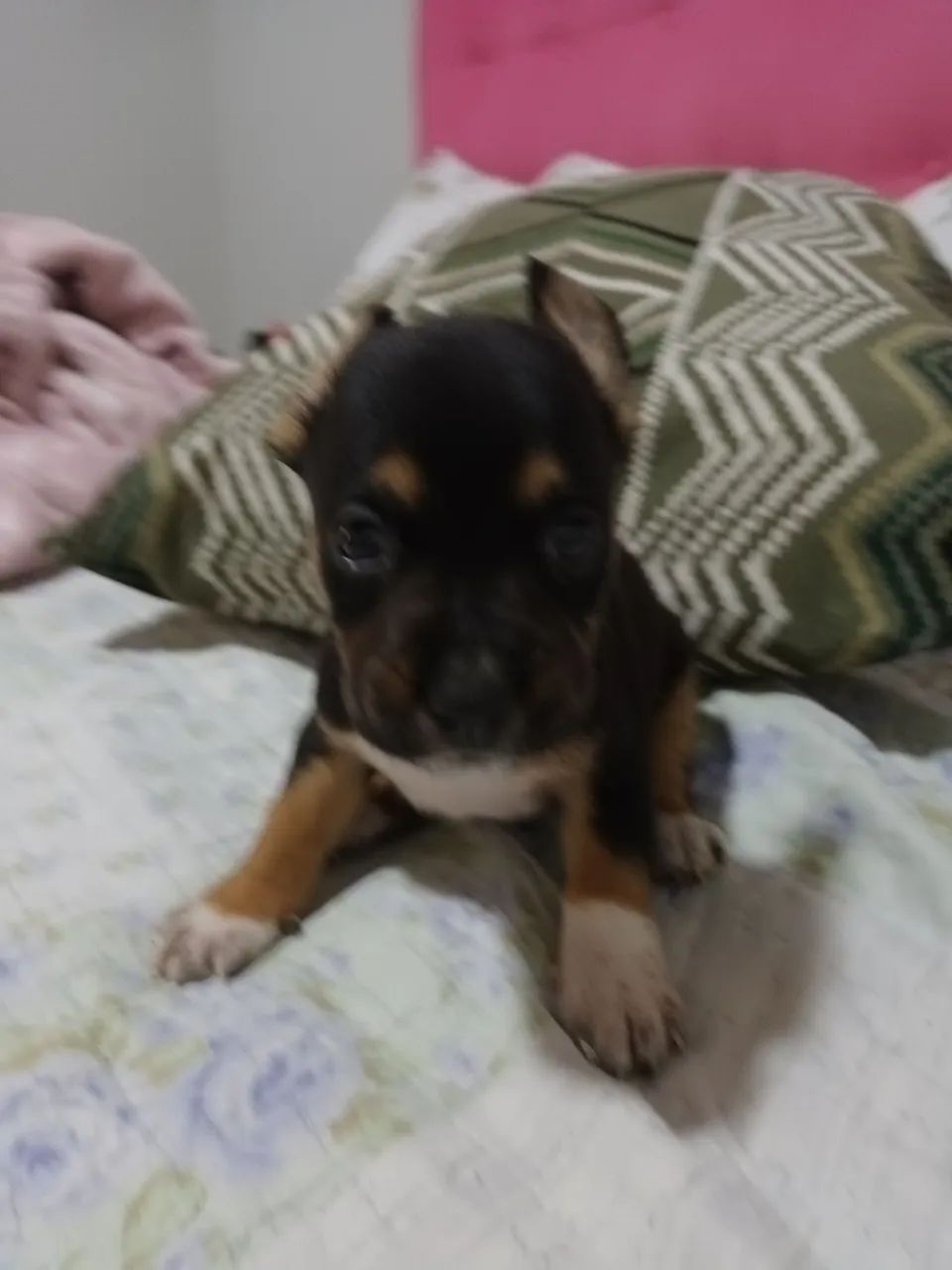 PINTI   - Foto 3