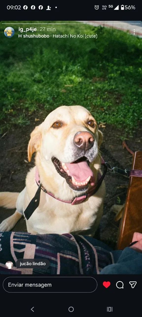 Doação labrador - Foto 4