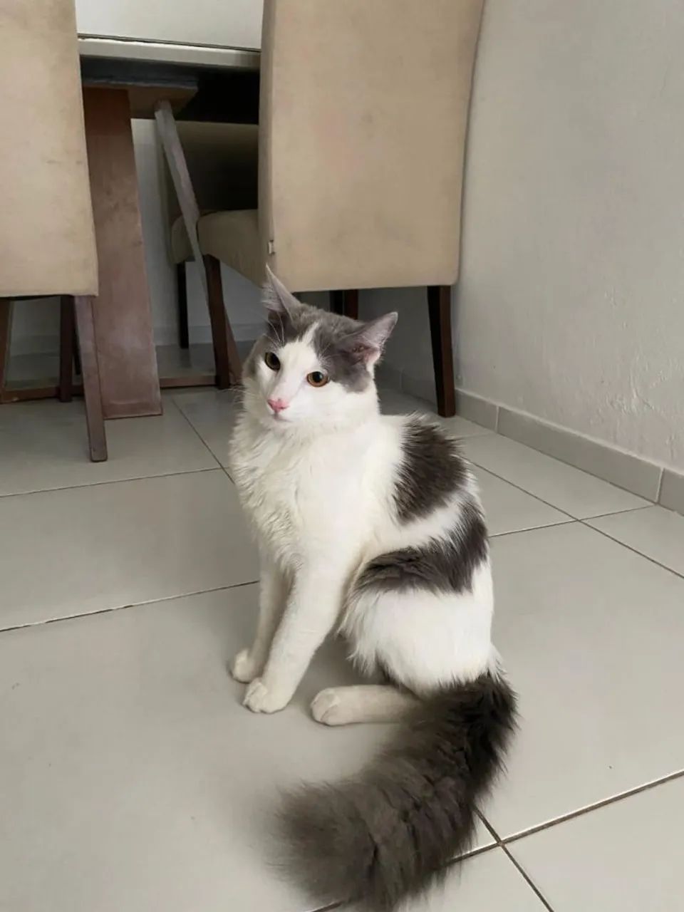 Adoção responsável 