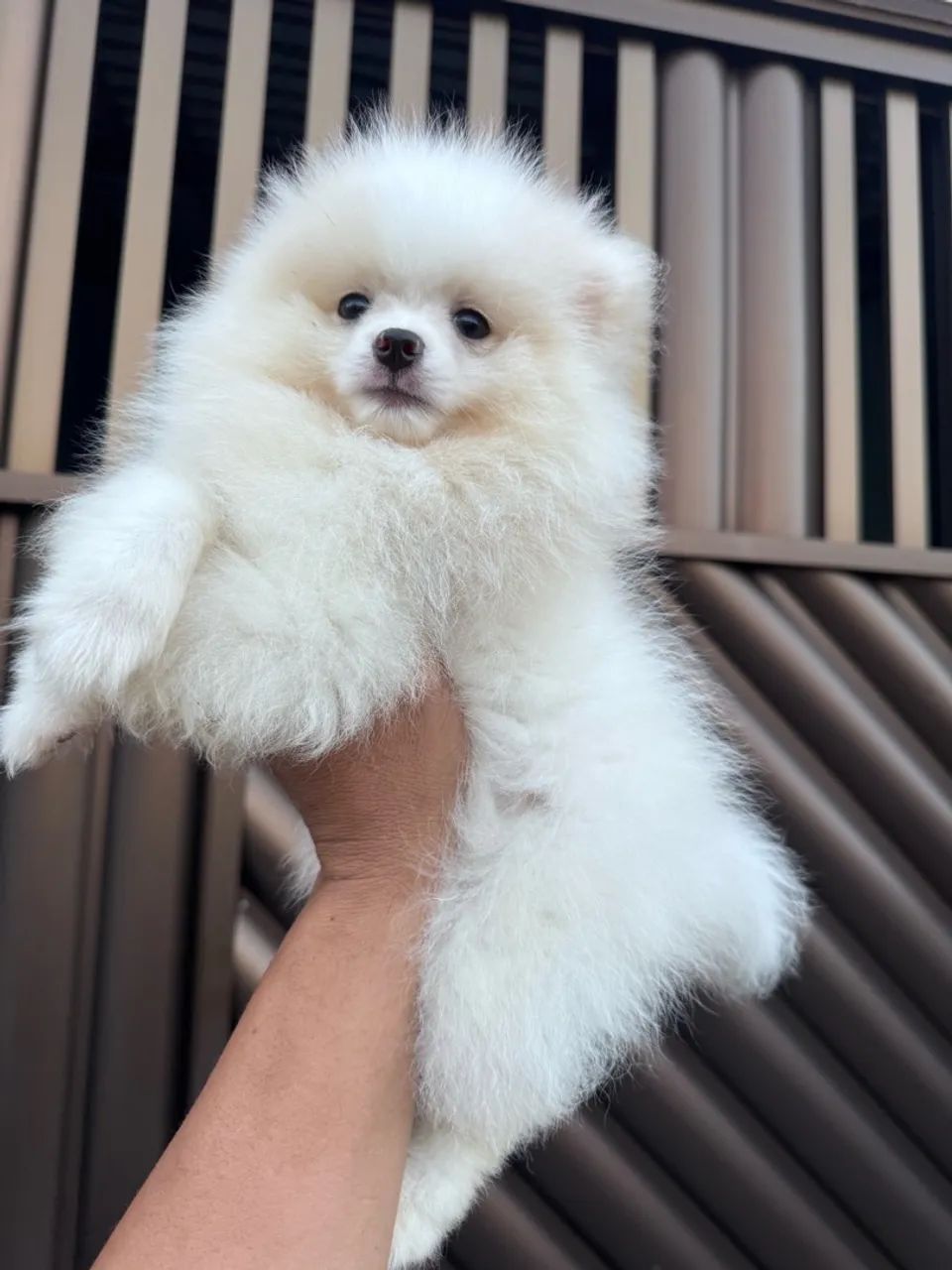 Cachorro  - Foto 2