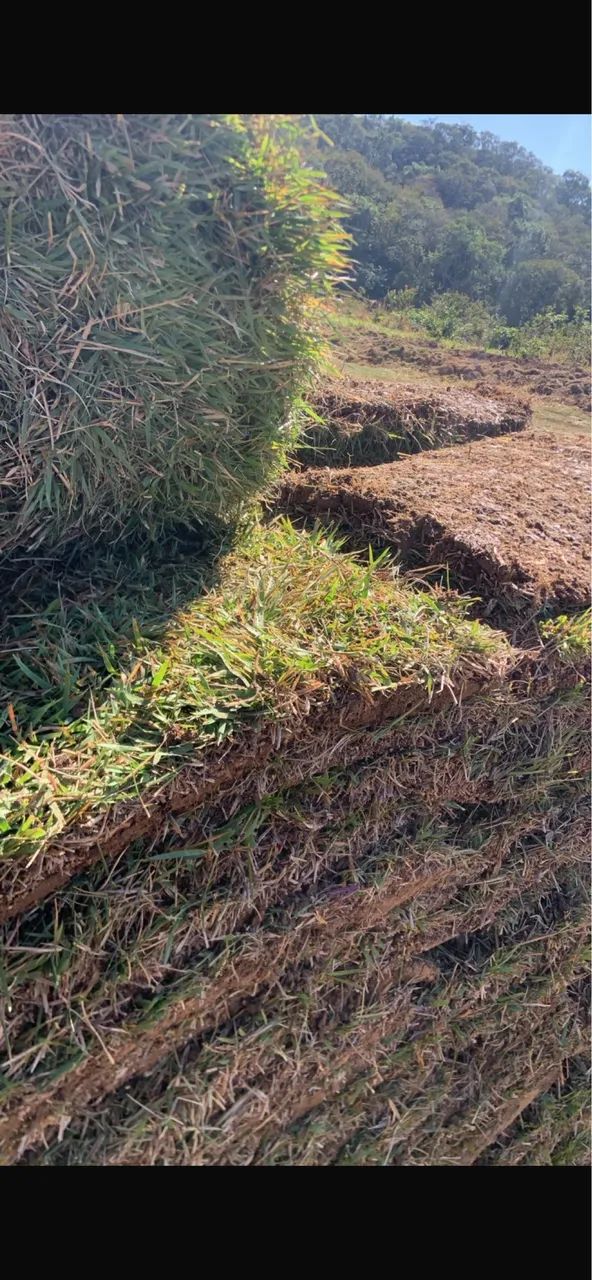 Grama esmeralda  - Foto 2