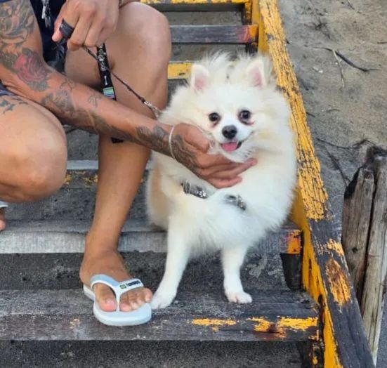 Spitz alemão 