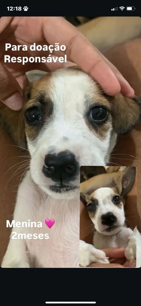 Filhotes Para Doação - Foto 3