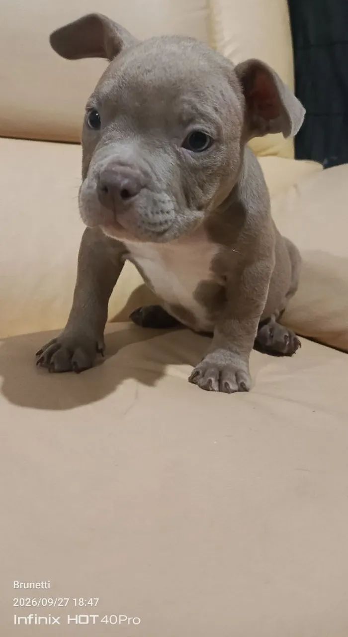 American Bully  - Foto 2