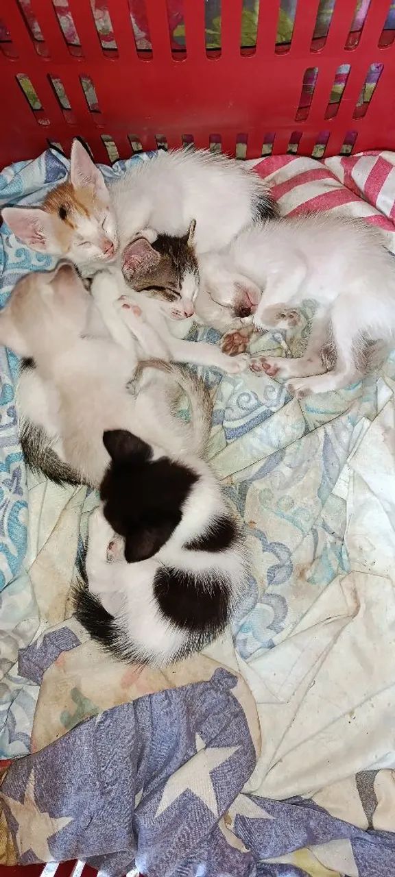 Gatinhos para adoção! - Foto 2