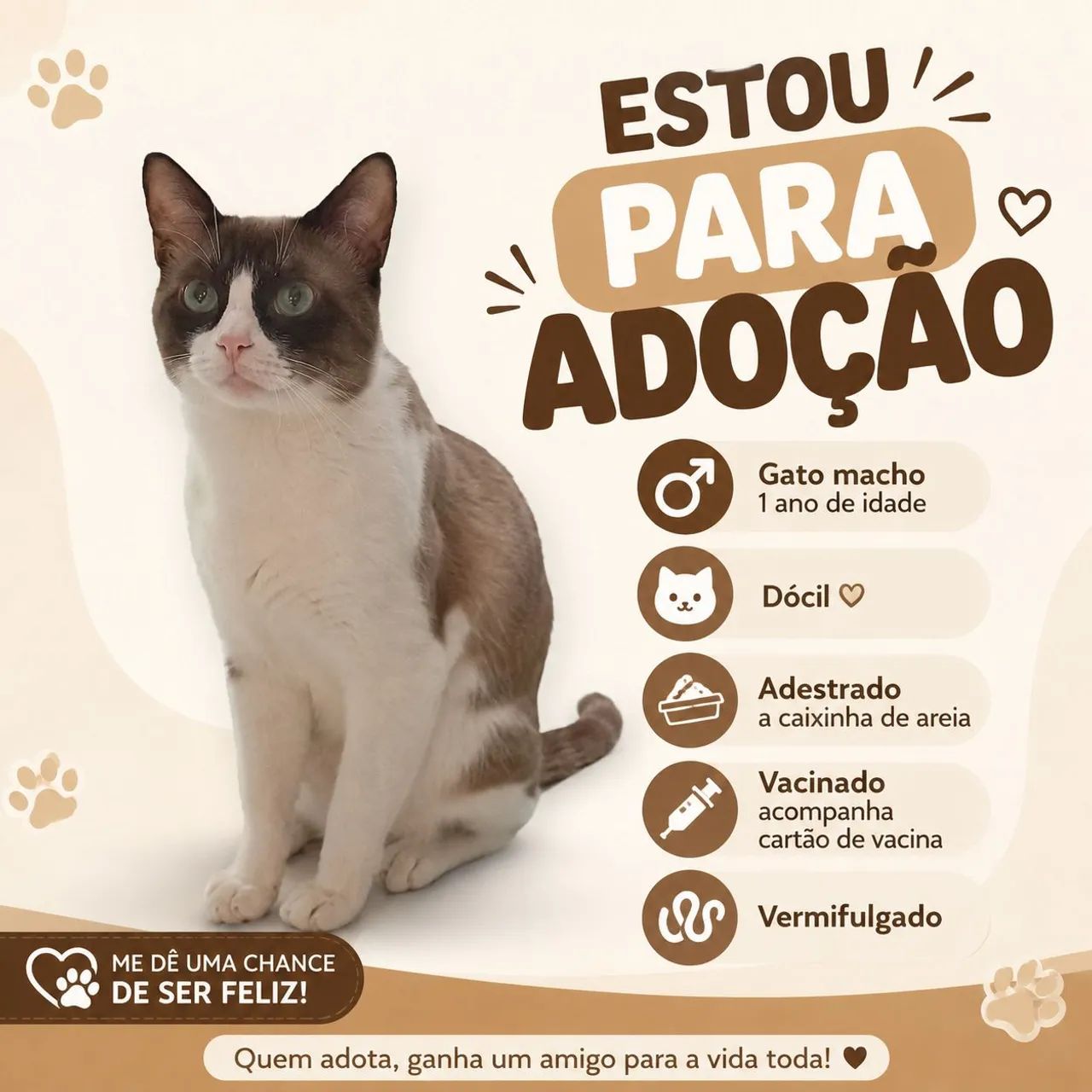 Adoção de gato 