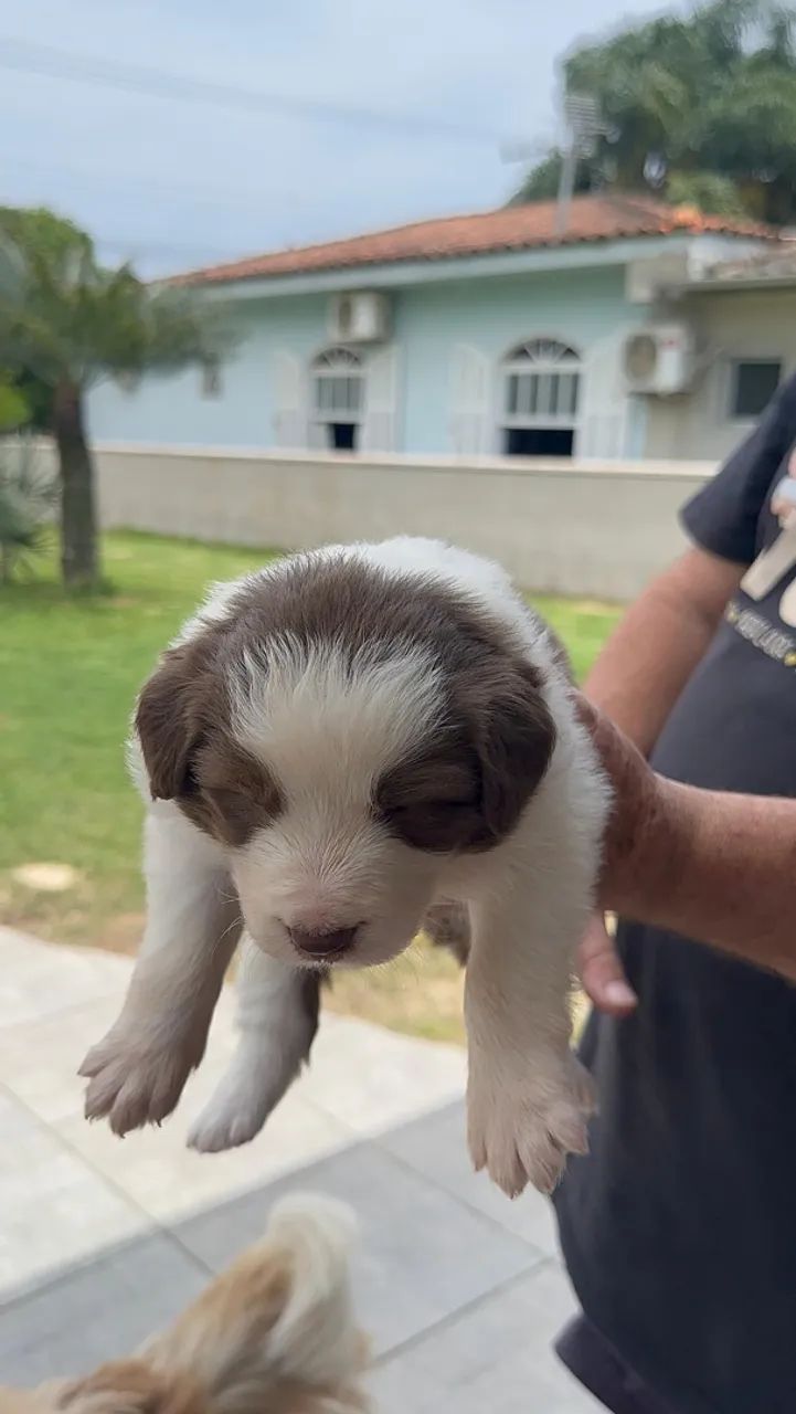 Vendo filhotes de boder collie - Foto 4