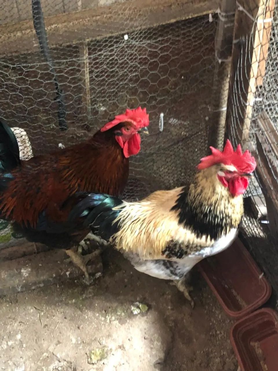 Vendo dois frangos caipira 