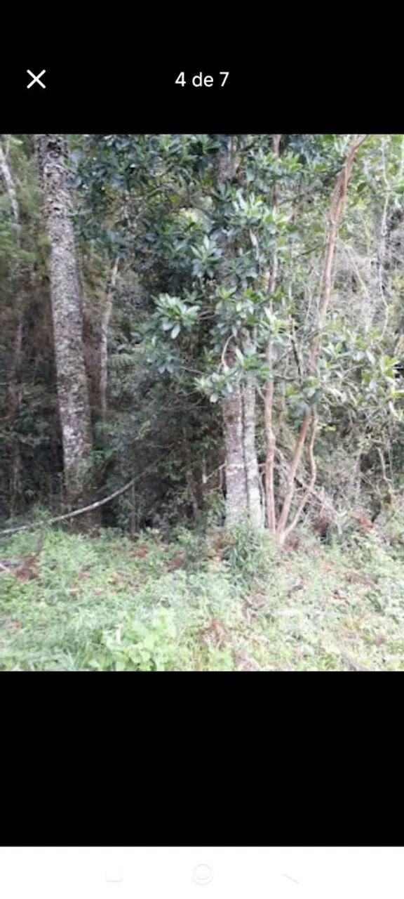 vendo terreno em Alfredo Wagner, bairro Santa Barbara  - Foto 4
